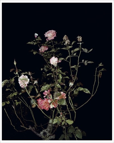 MCH_Artworks_ARTW000014616.jpg