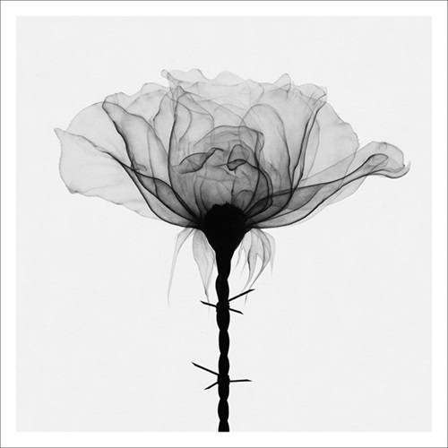 MCH_Artworks_ARTW000107149.jpg